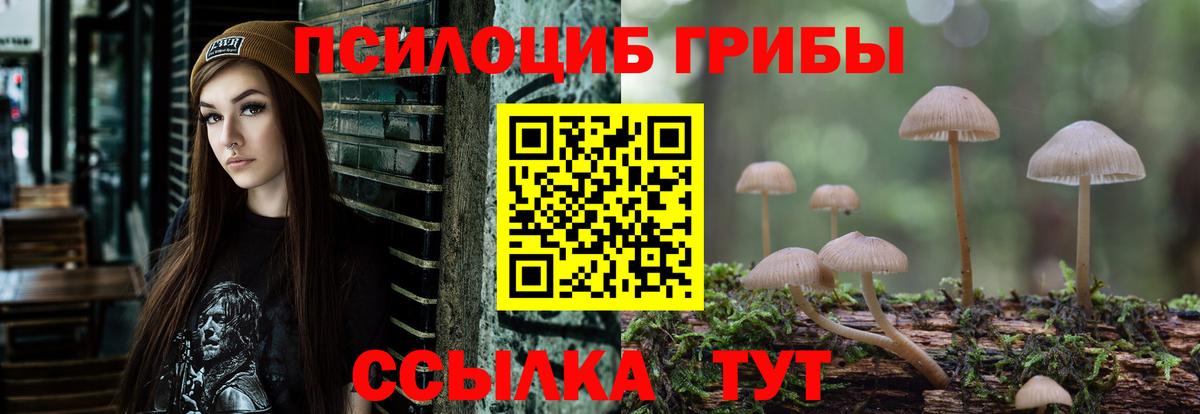 Каменка  Псилоцибиновые грибы мицелий  Вход с VPN  сколько стоит  Галлюциногенные грибы Psilocybe 